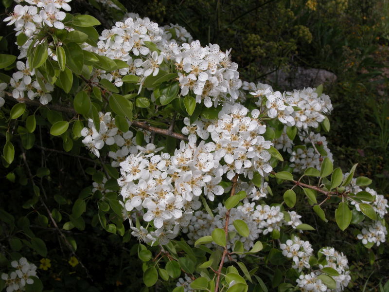 albero da identificare 18 - Pyrus communis